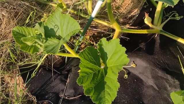 Эпизод 35: Первая тыква начала расти смотреть онлайн