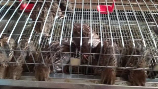 Перепелки несут яйца в мягкой скорлупы.