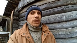 Куры // Самая тяжелая работа // Напольное содержание кур