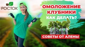 ПОСАДКА И ОМОЛОЖЕНИЕ КЛУБНИКИ | ПИТОМНИК РОСТОК | САЖЕНЦЫ