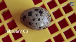 Как вырастить птенца перепелки из магазинных яиц