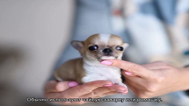 Чихуахуа мини: щенки и взрослые собаки смотреть онлайн