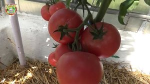 Этот вкусный, розовый, высокоурожайный помидор опять вернулся в нашу теплицу