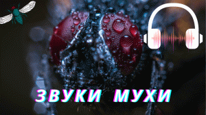 Звуки мухи | Жужжание мухи | Звуки животных