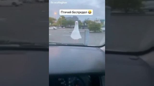 Прикольчик)))