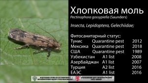 Хлопковая моль (Pectinophora gossypiella (Saunders))