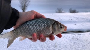 Зимний КАРАСЬ в коряжнике! Ловля зимой на поплавок в секретном месте!