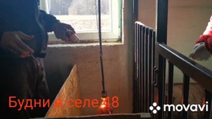 Ставим железо вьетнамским поросятам.