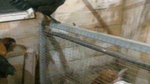 Пушкинские куры занеслись. Вес яйца молодки.