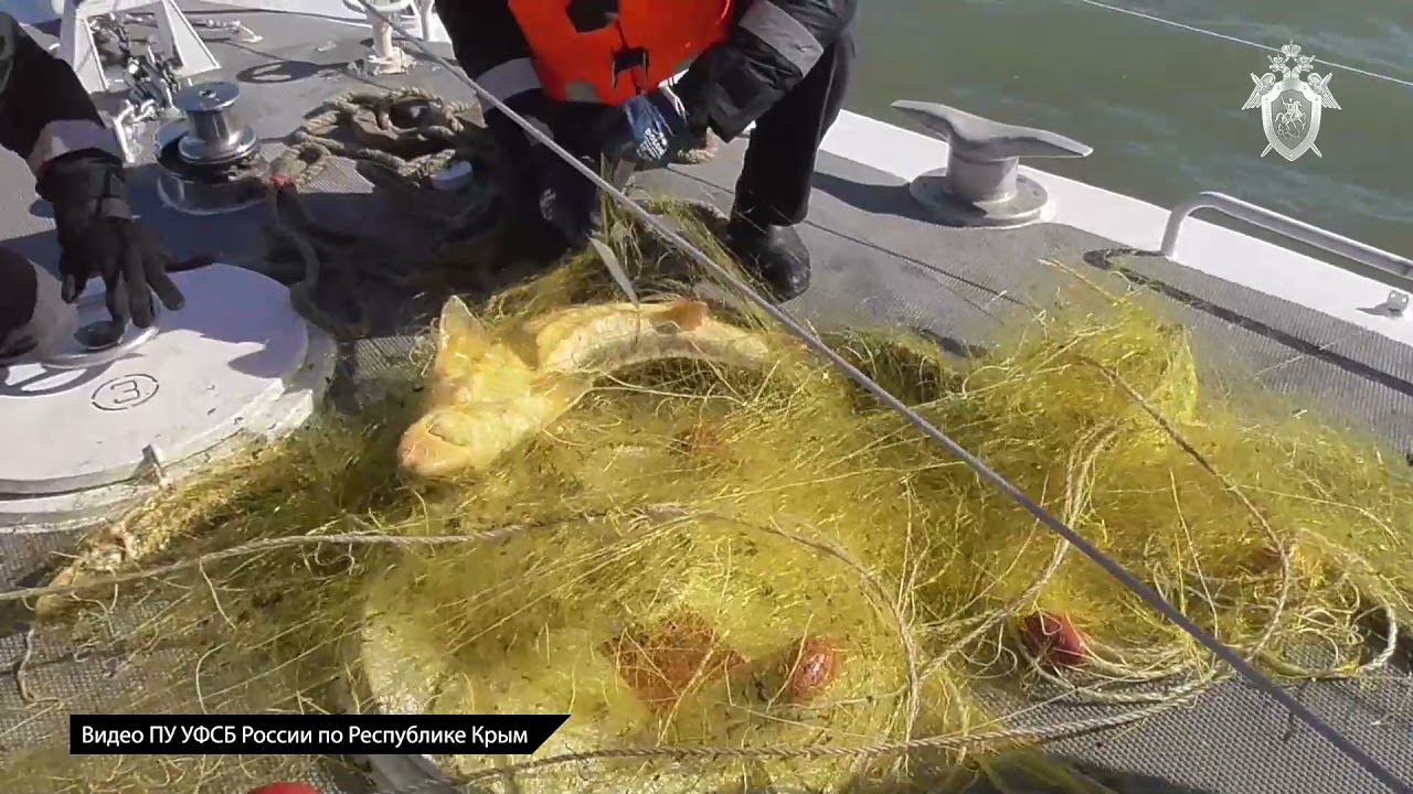 Почти на 10 млн рублей «попали»  пять рыбаков-браконьеров за осетра смотреть онлайн