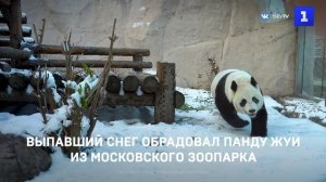 Выпавший снег обрадовал панду Жуи из Московского зоопарка