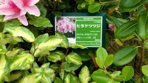 Azaleas /əˈzeɪliə/ flowering shrubs