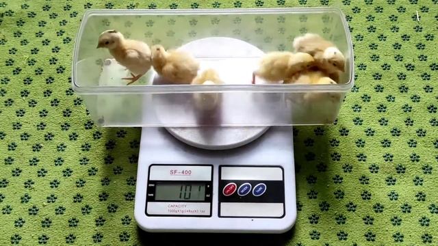 Перепёлка от канала Наши Перепела, возраст ровно сутки смотреть онлайн