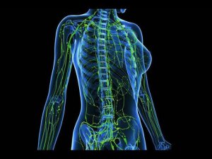 Зачем нужно работать с лимфатической системой. Принципы и нюансы. Часть 1