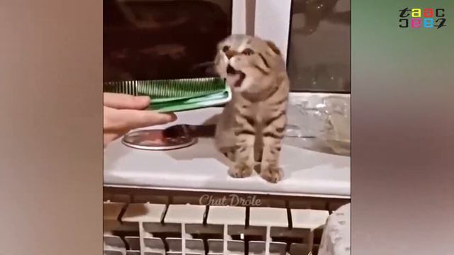 ПРИКОЛЫ С КОТАМИ И КОШКАМИ ЛУЧШИЕ ДО СЛЕЗ.  ФЕЙЛЫ УГАР РЖАЧ ПРИКОЛЫ ПРО ЖИВОТНЫХ