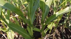 Кукуруза. Рассказываю, как я определяю спелость кукурузы и какие семена лучше.