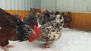 Куры Ливенская ситцевая......