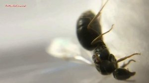 Лёт муравьев Lasius Niger! Как и где ловить маток ! Муравьи ! Муравьиная ферма!