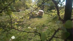 Вопрос о кастрации козлов и баранов