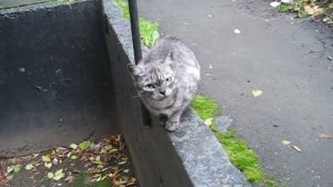 Кот шипит