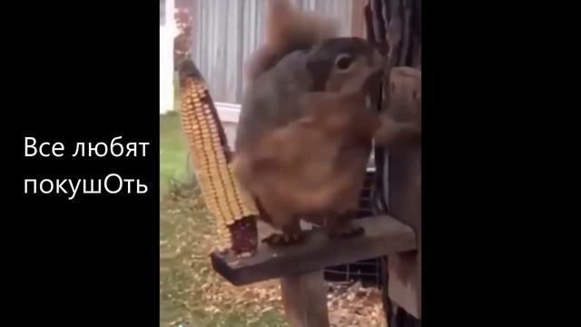 Видео с Животными, над которыми можно не только посмеяться, но и поржать. смотреть онлайн