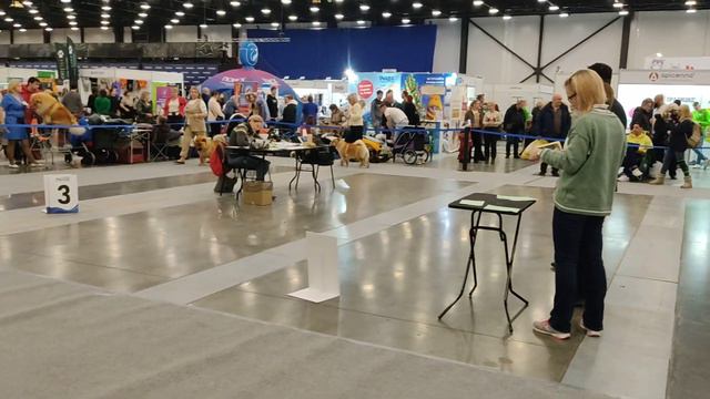 Кобели. Класс Промежуточный. Сравнение смотреть онлайн