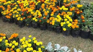 Ahmedabad Flower Show 2019 - Succulent, Echeveria curls, Brassica Plants - Part 1