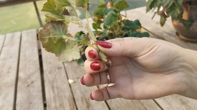 Бегония Иллюминейшн. Черенкование смотреть онлайн