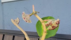 Hoya Kerrii Spot center( blooming). Цветение и уход хойи Керри спот центр.