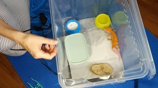 Стоит ли покупать эублефара и как подготовиться к покупке