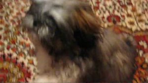 Необычная Дрессировка Щенка Ши-Тцу (Unusual Training a Shih Tzu pappy)