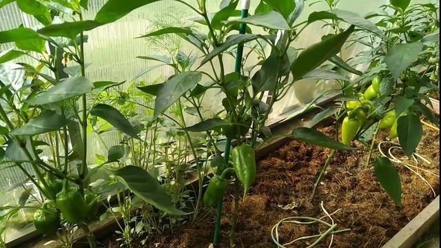 Лучшая подкормка для перца, баклажан, огурцов. Прут как на дрожжах.mp4