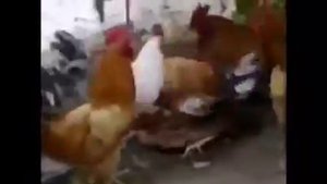 Групповуха