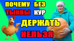 Почему без ТЫКВЫ кур держать нельзя.