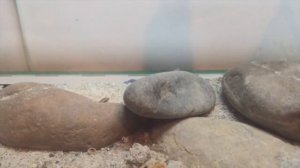 Жестокий мир пустыни в моем террариуме