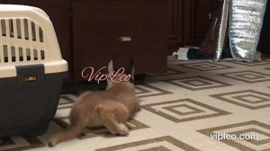 ♔VipLeo. Как мяукает (чирикает) и урчит каракал. Caracal.