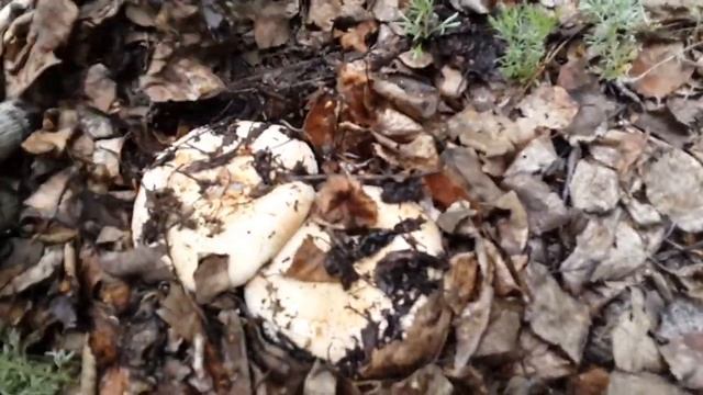 Сбор подберёзовиков 8 июня 2019 смотреть онлайн