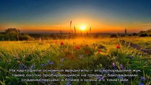 Календарь дачника: июль на огородных грядках