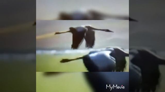 РАИСА СУХОРУКОВА "ВОЗВРАЩЕНИЕ НА РОДИНУ "? смотреть онлайн