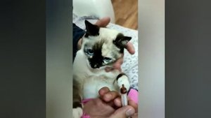 Лечим цистит у кошки Мистюшки