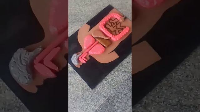 Human Body 3D Model смотреть онлайн