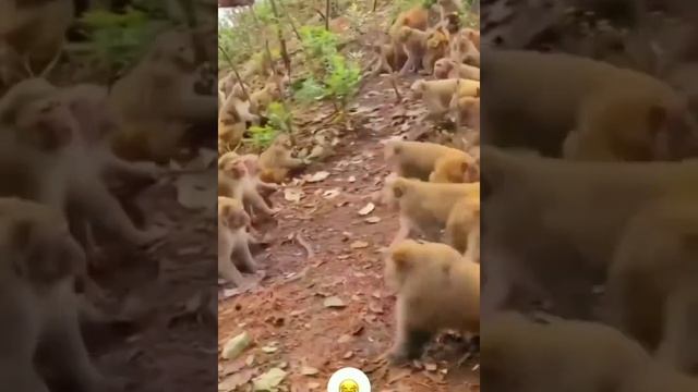 Джавид: Озвучка Обезьян смотреть онлайн