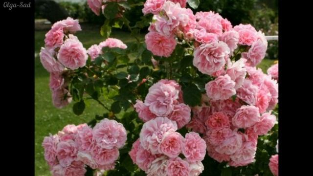 Успейте заказать розы на осень 2022 года. смотреть онлайн