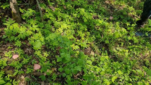 Проверяем прикорм, точка 1, лес1, поездка 28.05.2021. Снежный человек, йети, леший смотреть онлайн