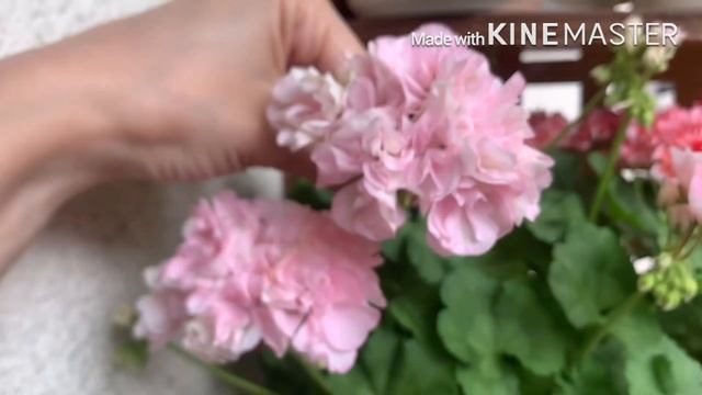 Jagershus Falej/Пеларгонии цветут/Комнатные растения смотреть онлайн