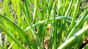 Зелёный лук и репа