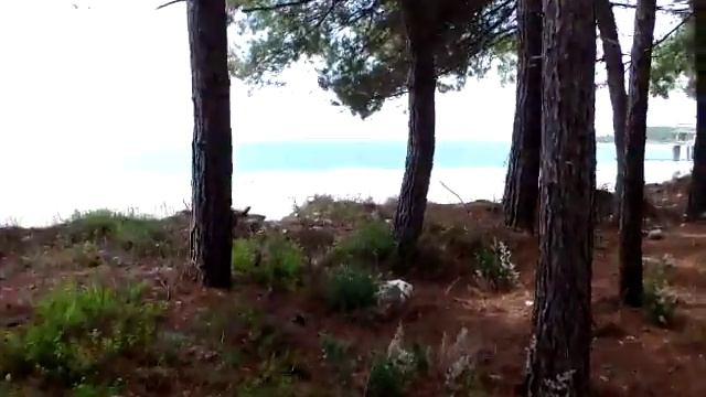 Пицунда, дикий пляж, сосны, 2015 год смотреть онлайн