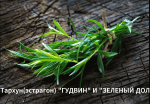 Как сажать тархун. Выращиваем тархун из семян.Сорт "Гудвин" и "Зеленый дол"