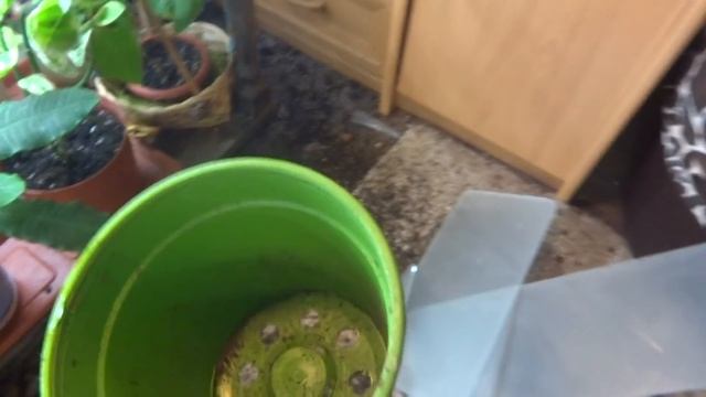 Цветы в моем доме. Комнатные растения. Катастрофа. Плачусь. А также мои Нолинки.