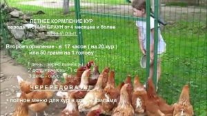 Кормление кур несушек летом.  Чем и как кормлю чтобы неслись